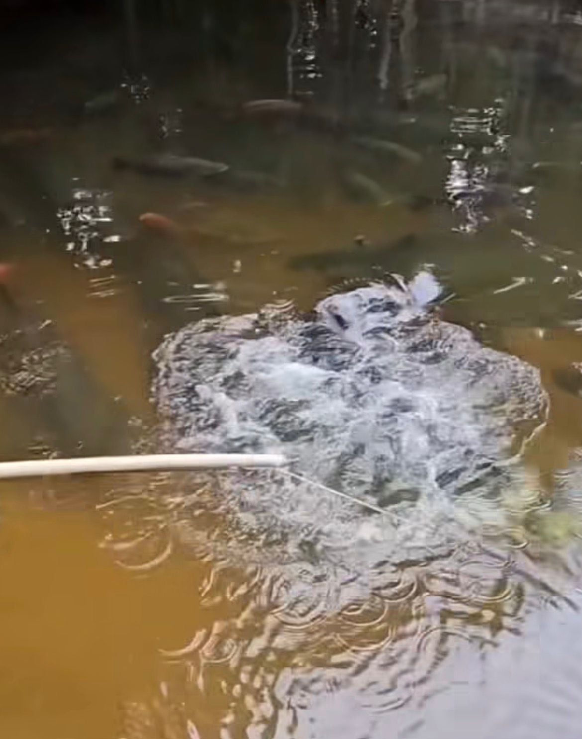 Homem provoca pirarucus com peixe preso a vara e registra momento em que animal abocanha isca com rapidez. Cena chama atenção nas redes.