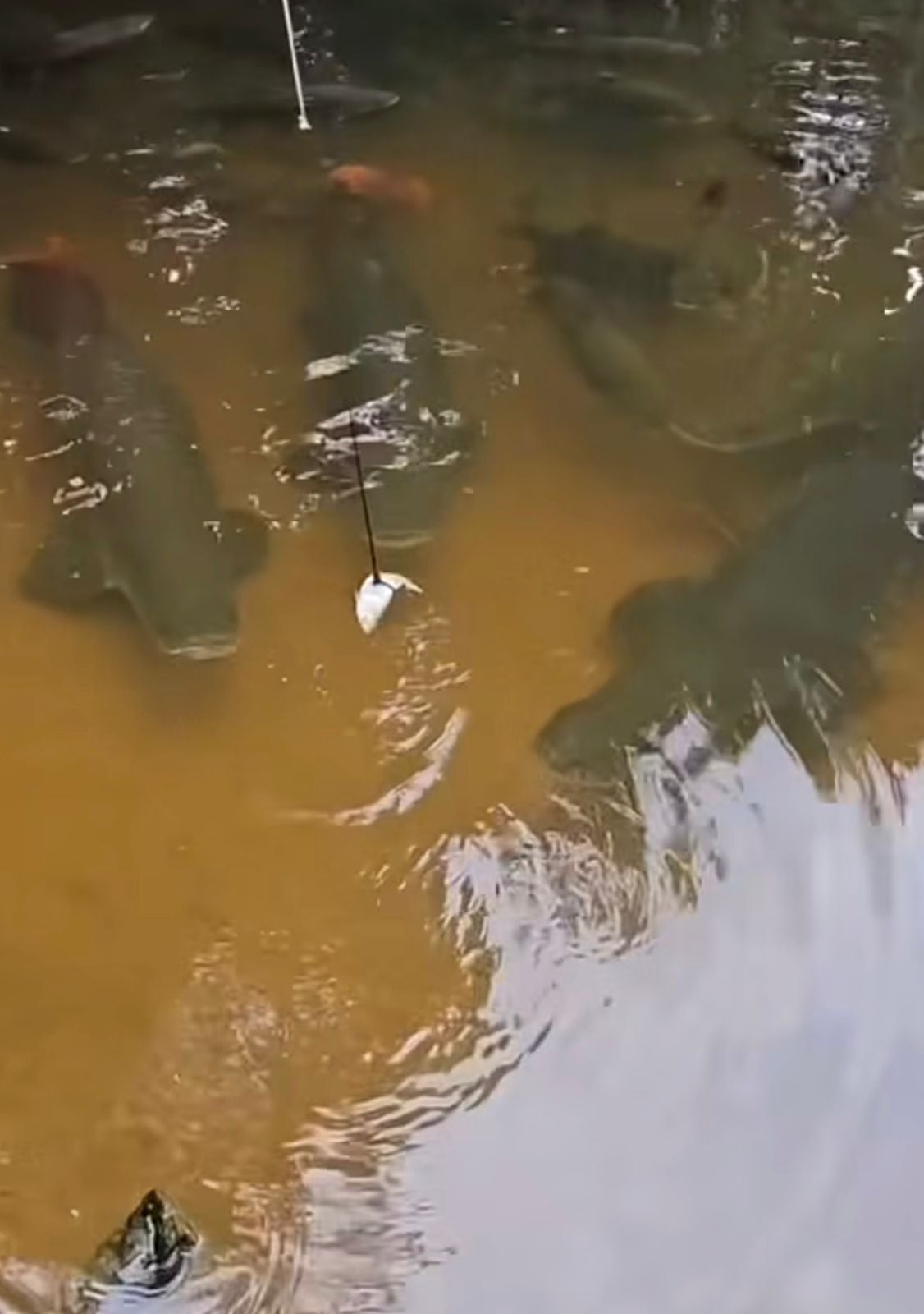 Homem provoca pirarucus com peixe preso a vara e registra momento em que animal abocanha isca com rapidez. Cena chama atenção nas redes.