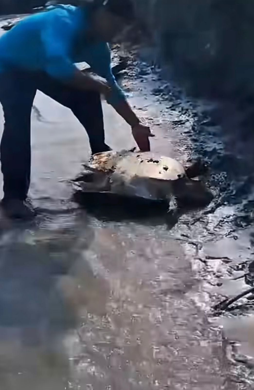 Pescadores devolvem boto-cor-de-rosa ao rio e ainda ajudam cágados virados na margem. Vídeo repercute e recebe elogios nas redes sociais.