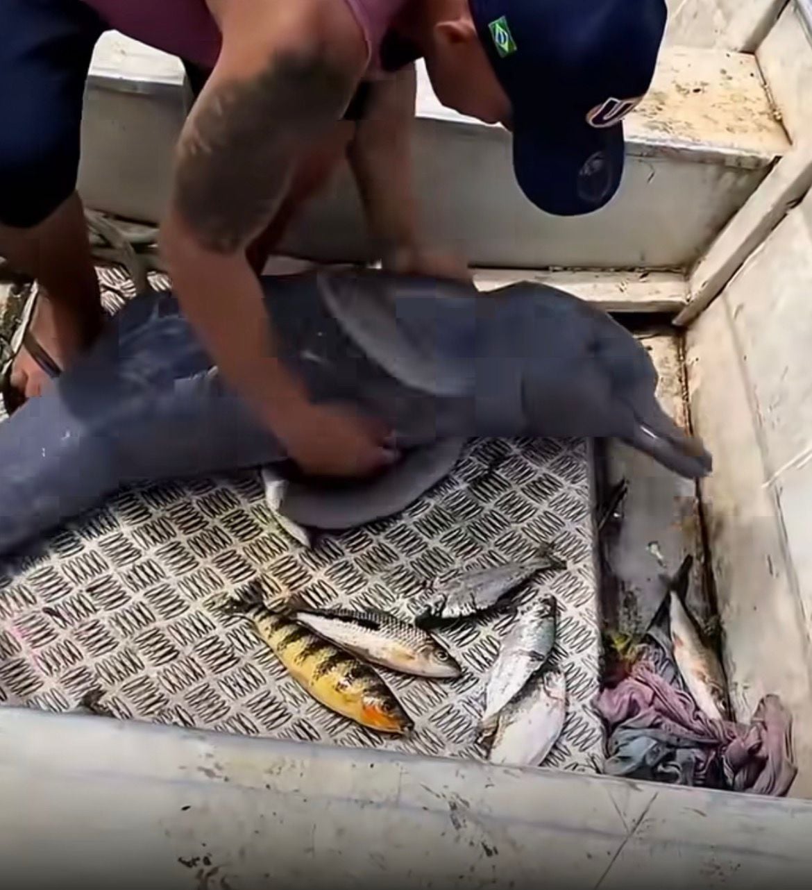 Pescadores devolvem boto-cor-de-rosa ao rio e ainda ajudam cágados virados na margem. Vídeo repercute e recebe elogios nas redes sociais.