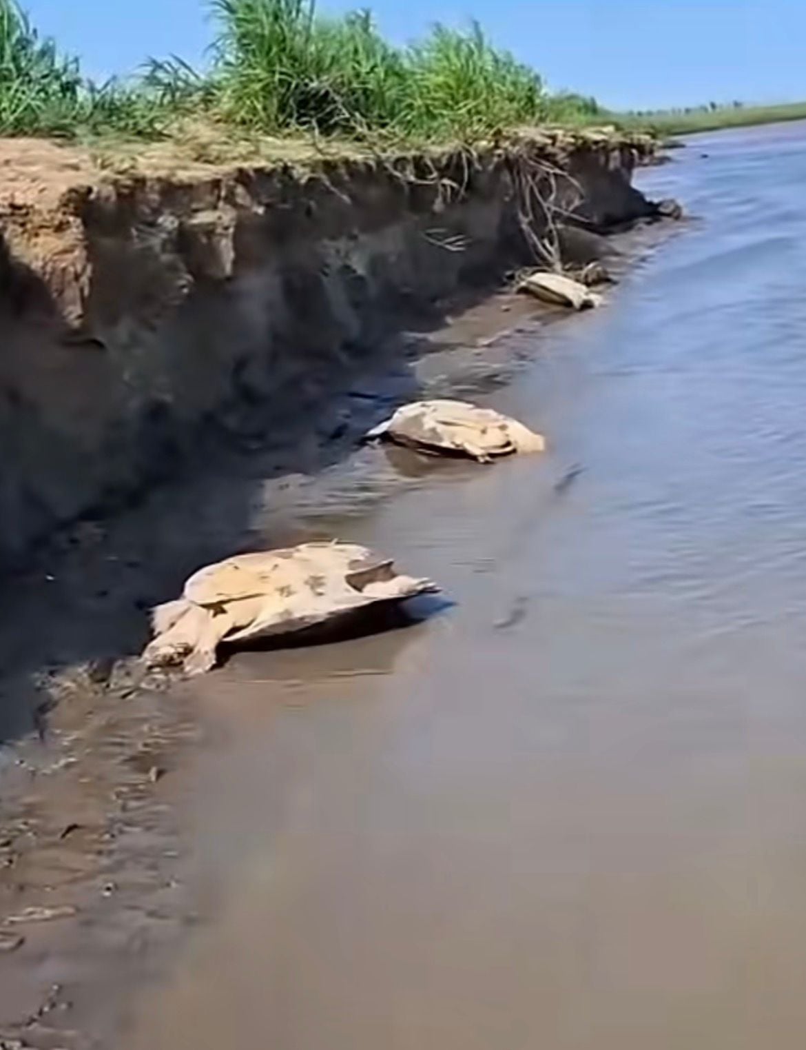 Pescadores devolvem boto-cor-de-rosa ao rio e ainda ajudam cágados virados na margem. Vídeo repercute e recebe elogios nas redes sociais.