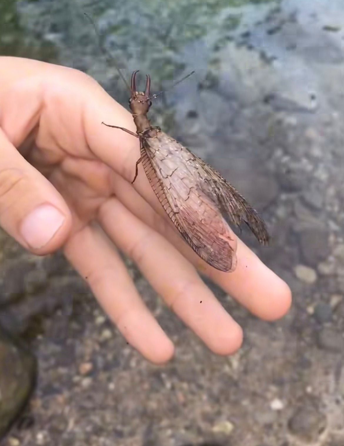 Vini Patrick mostra encontro com Megaloptera, inseto raro ligado a rios limpos e de curta vida adulta. Espécie chama atenção pela aparência.