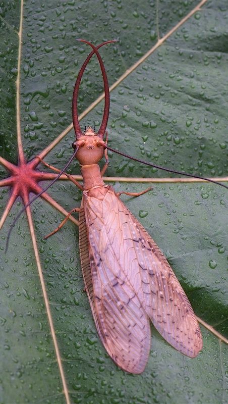 Vini Patrick mostra encontro com Megaloptera, inseto raro ligado a rios limpos e de curta vida adulta. Espécie chama atenção pela aparência.