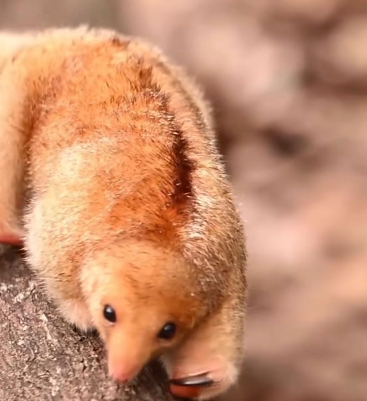 Espécie pequena e noturna foi registrada no Delta do Parnaíba com apoio do Instituto Tamanduá.