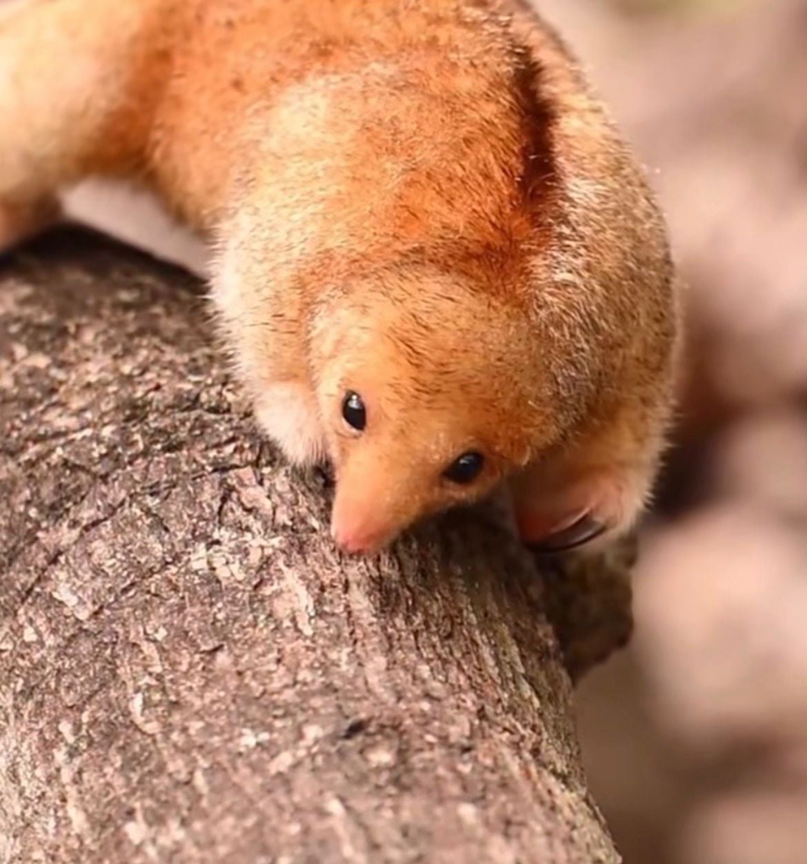 Espécie pequena e noturna foi registrada no Delta do Parnaíba com apoio do Instituto Tamanduá.
