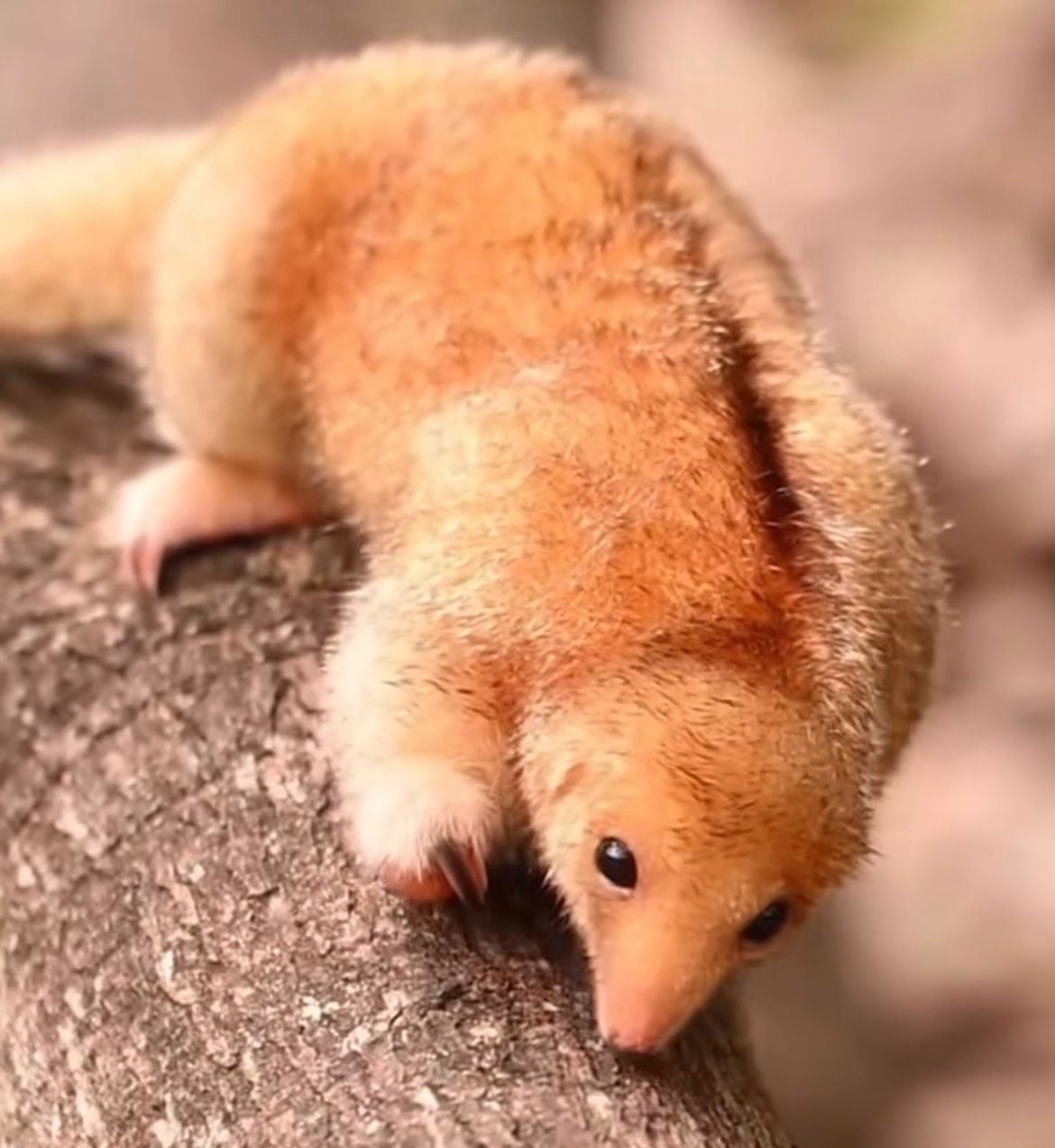 Espécie pequena e noturna foi registrada no Delta do Parnaíba com apoio do Instituto Tamanduá.
