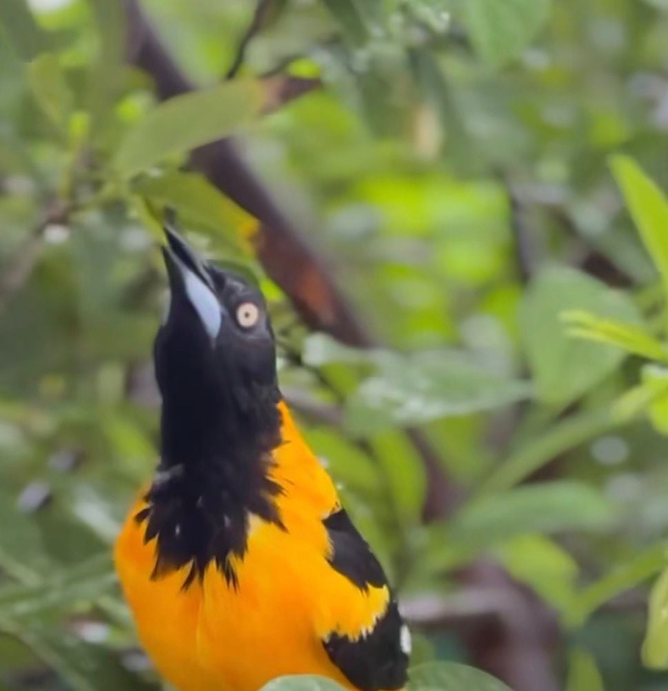 Conhecido como sofrê, pássaro é símbolo cultural e enfrenta ameaças como tráfico e perda de habitat.