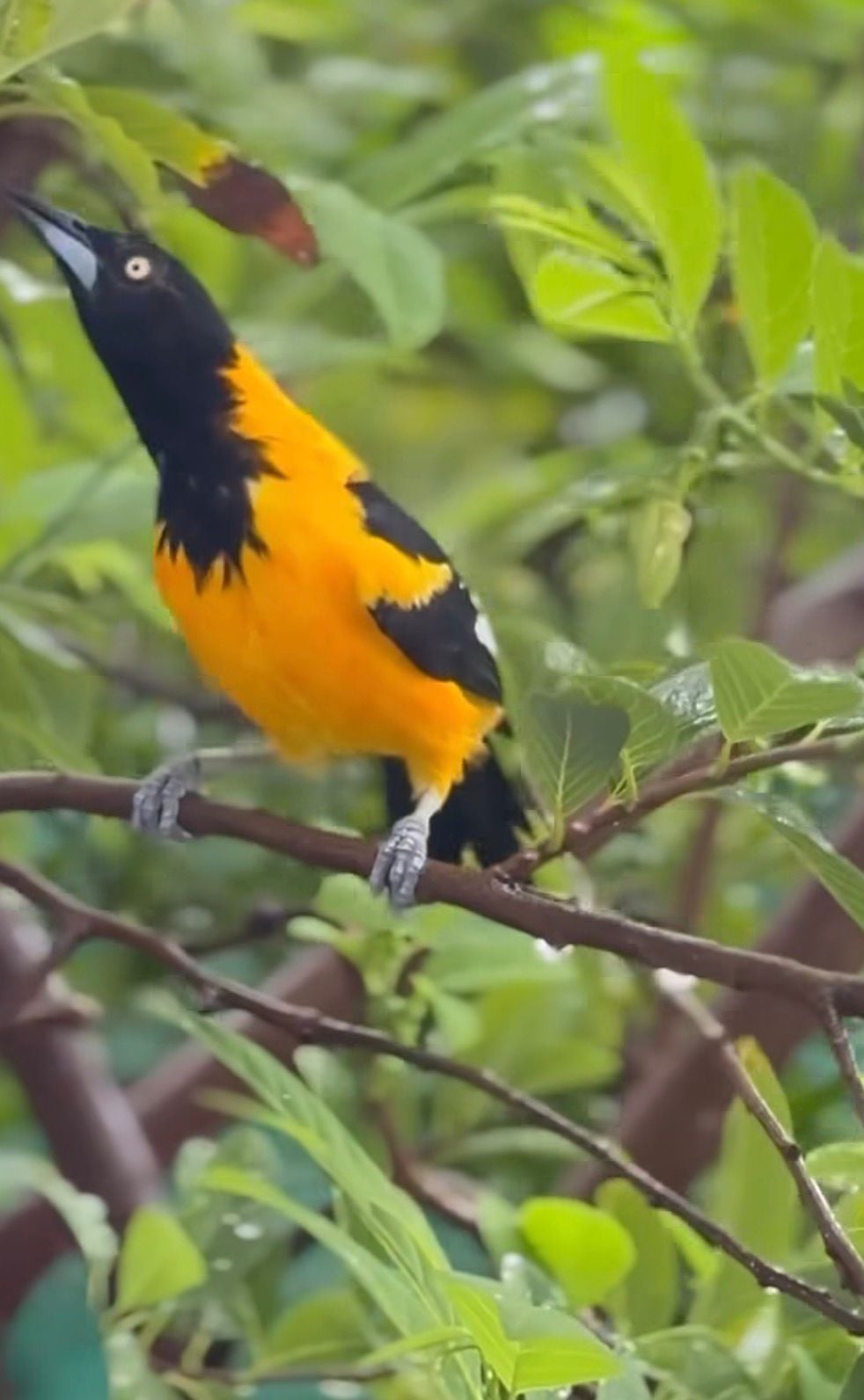 Conhecido como sofrê, pássaro é símbolo cultural e enfrenta ameaças como tráfico e perda de habitat.