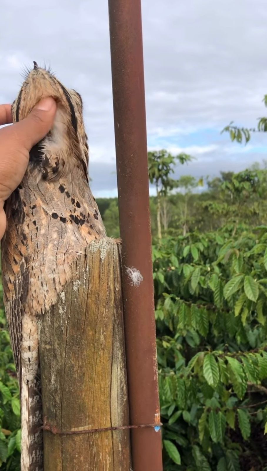 Vídeo mostra ave tranquila recebendo afago e destaca curiosidades sobre comportamento e raridade.