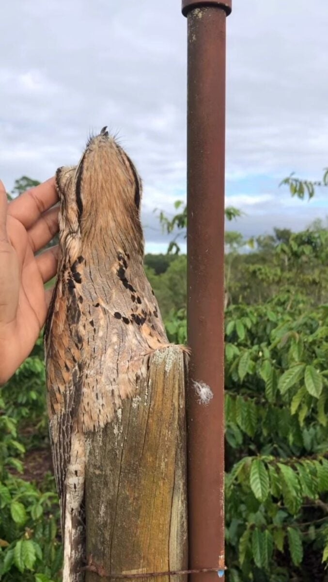 Vídeo mostra ave tranquila recebendo afago e destaca curiosidades sobre comportamento e raridade.