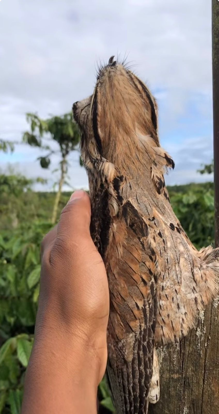 Vídeo mostra ave tranquila recebendo afago e destaca curiosidades sobre comportamento e raridade.