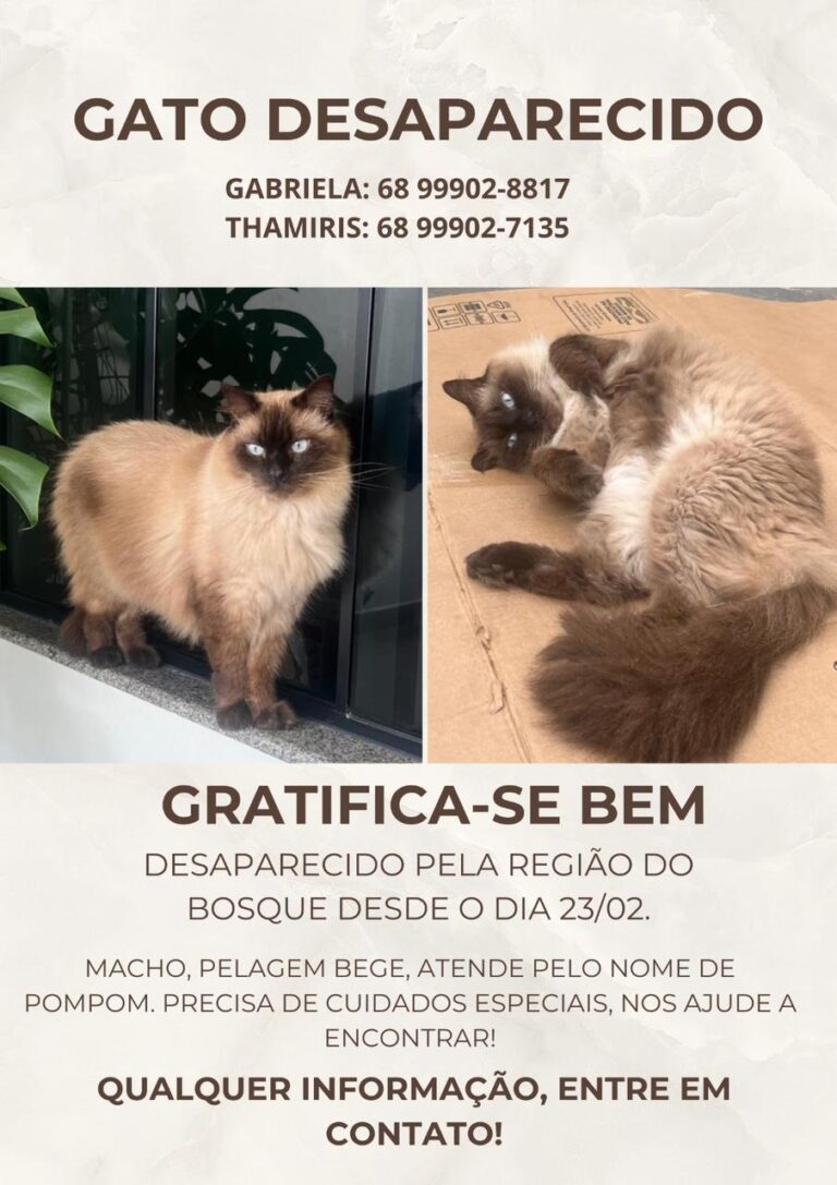 Gato com necessidades especiais desaparece no Bosque e tutora pede ajuda para encontrá-lo