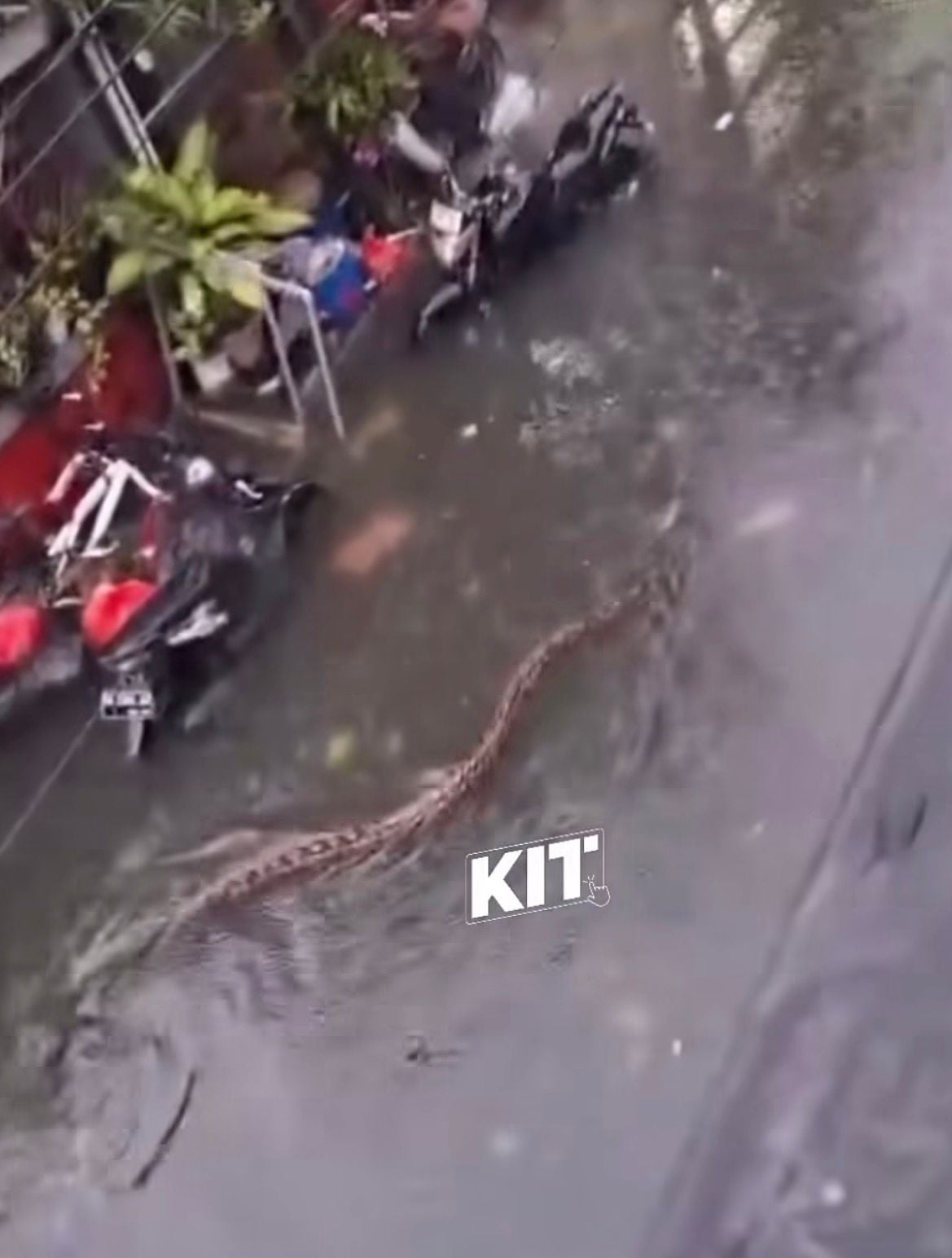 Imagem registrada durante enchentes mostram cobra nadando em ruas/ Foto: Instagram 
