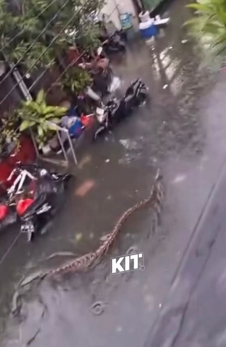 Imagem registrada durante enchentes mostram pítons nadando em ruas; chuvas intensas causaram alagamentos e transtornos.