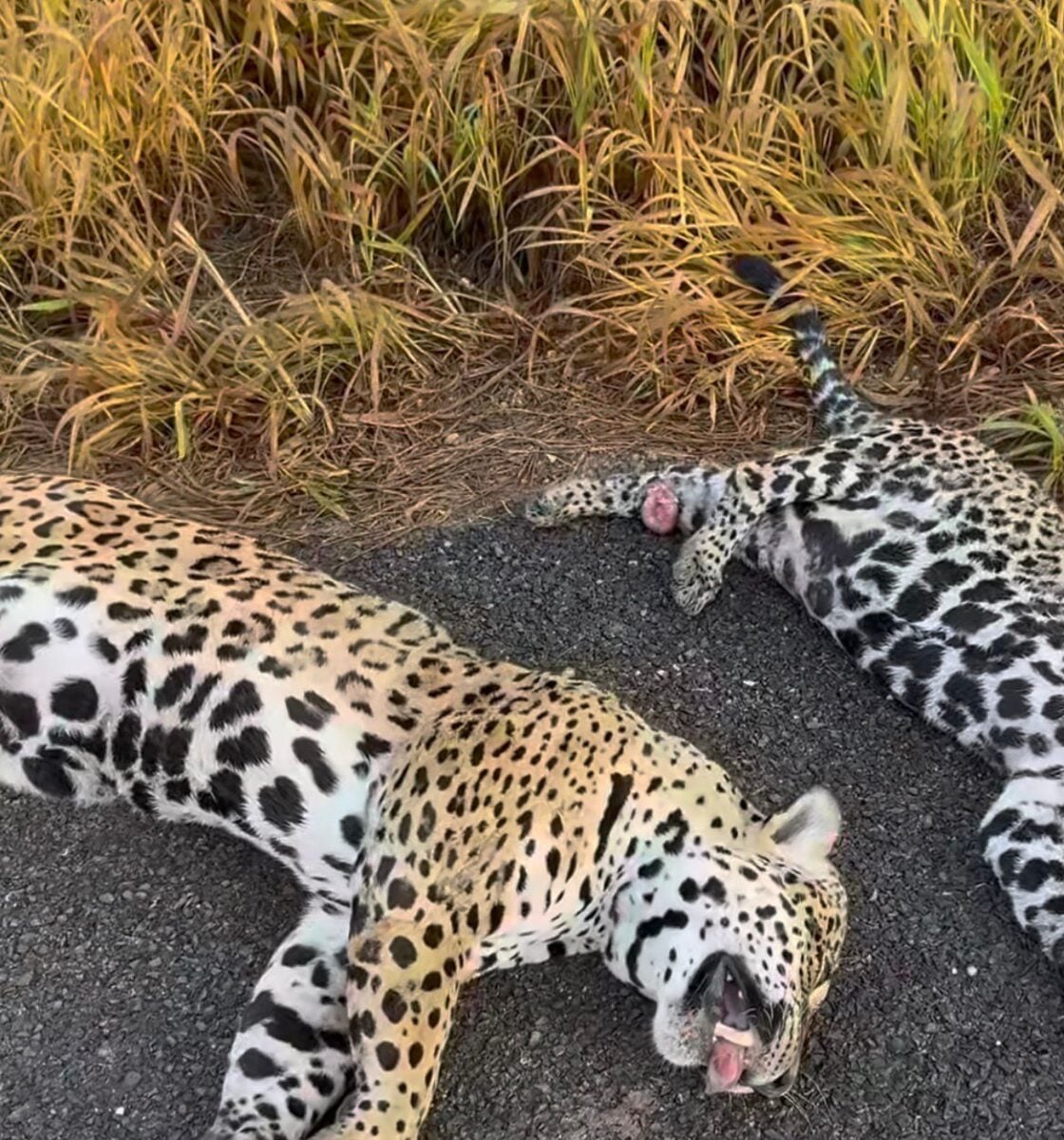 Vídeo no Instagram mostra duas onças atropeladas às margens de rodovia no MT entre Sorriso e Tapurah e gera alerta sobre riscos à fauna silvestre.