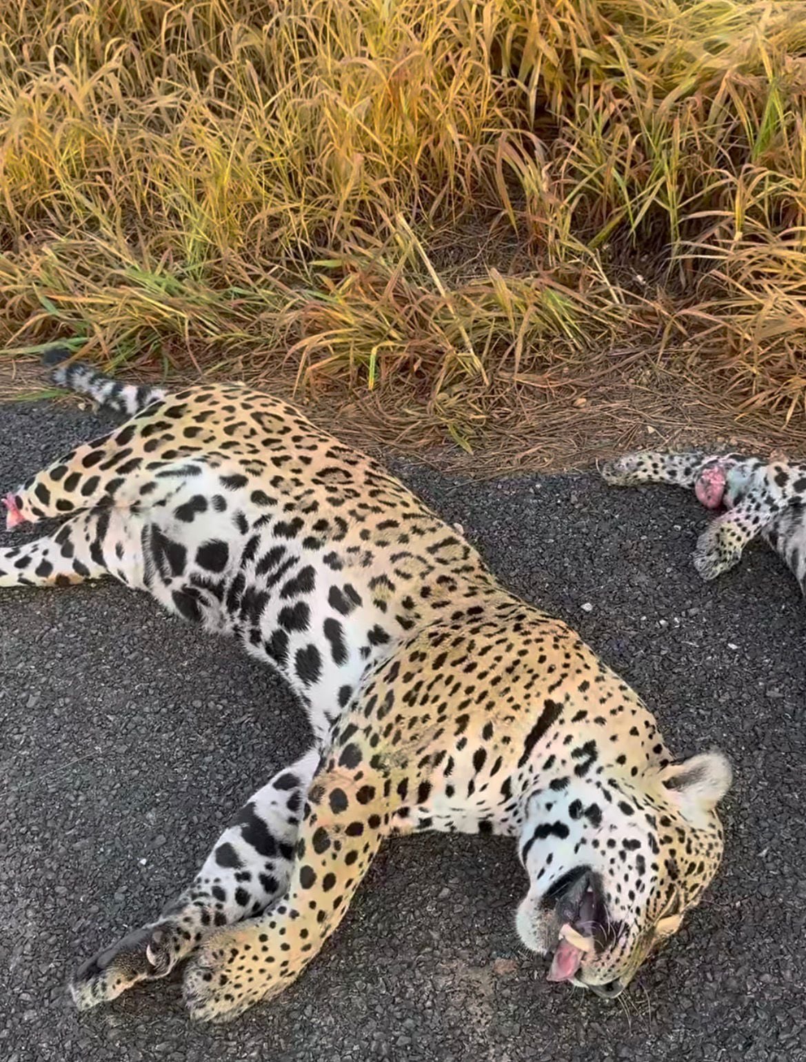 Vídeo no Instagram mostra duas onças atropeladas às margens de rodovia no MT entre Sorriso e Tapurah e gera alerta sobre riscos à fauna silvestre.
