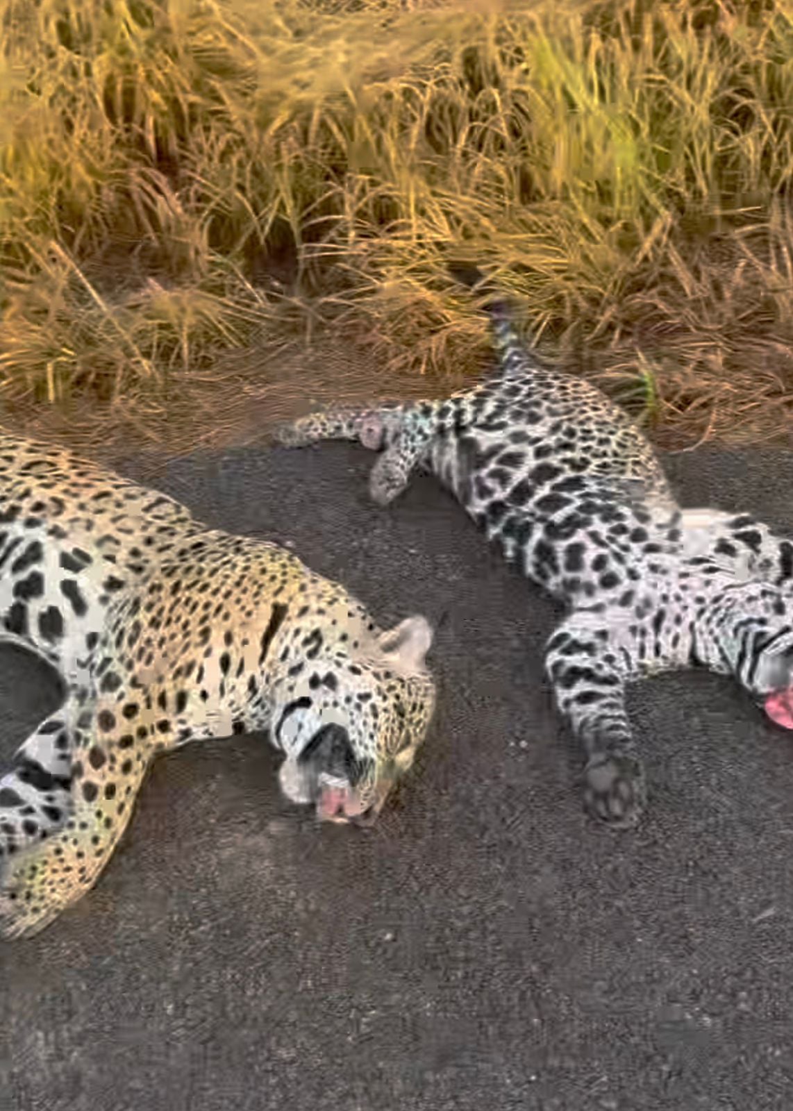 Vídeo no Instagram mostra duas onças atropeladas às margens de rodovia no MT entre Sorriso e Tapurah