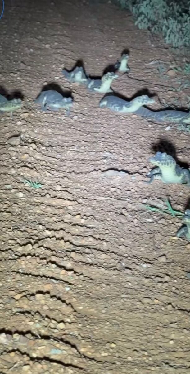 Equipe Pantanal Sul registrou filhotes de jacaré reunidos à noite em área natural de Aquidauana; vídeo destaca brilho dos olhos na escuridão.