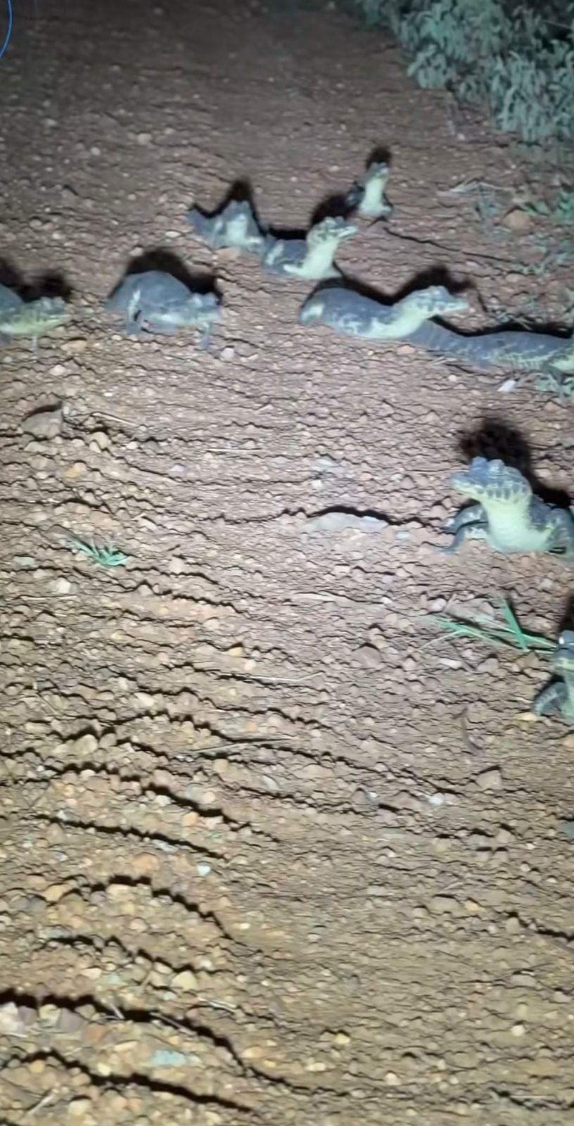 Equipe Pantanal Sul registrou filhotes de jacaré reunidos à noite em área natural de Aquidauana; vídeo destaca brilho dos olhos na escuridão.