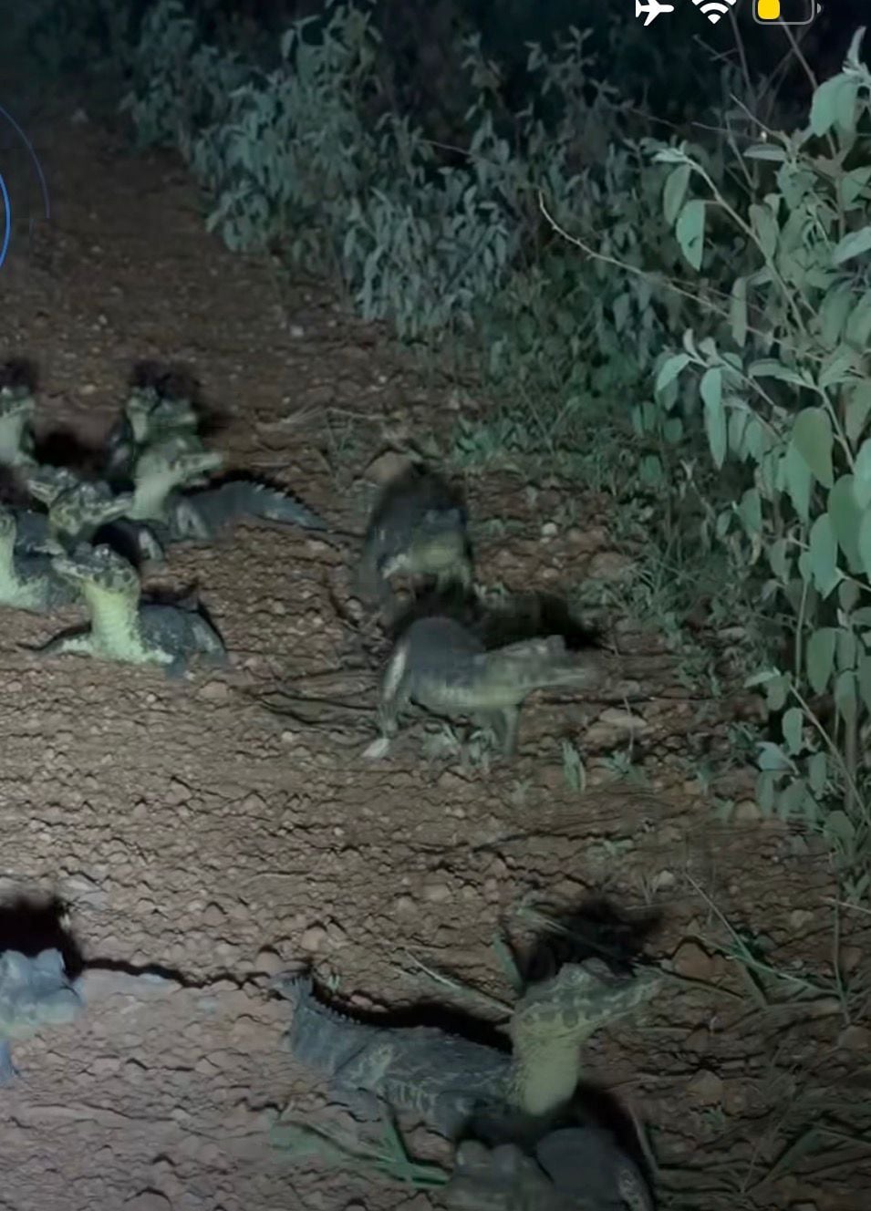 Equipe Pantanal Sul registrou filhotes de jacaré reunidos à noite em área natural de Aquidauana; vídeo destaca brilho dos olhos na escuridão.
