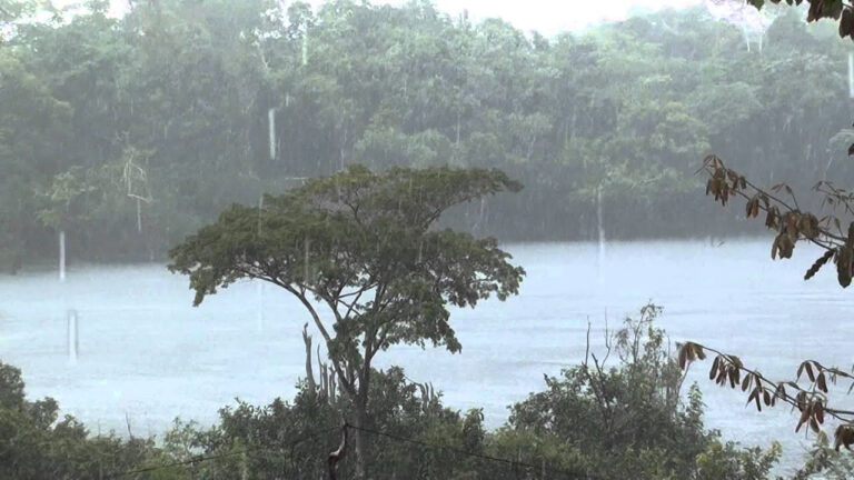  Floresta gera chuva avaliada em US$ 20 bi ao ano para agricultura regional, segundo estudo internacional divulgado pelo Conexão Planeta.