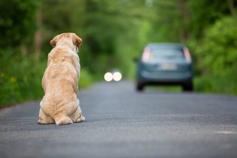 Vídeo registra cachorro correndo atrás de carro sob chuva na BR-304 em Mossoró.