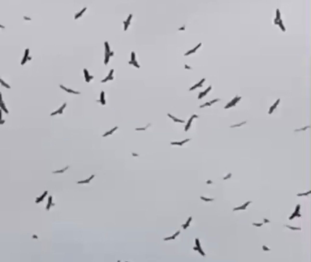 Apesar de parecer incomum para quem observa do solo, o fenômeno é considerado natural e faz parte do comportamento dessas espécies,