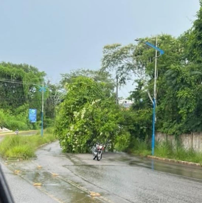 Chuva derruba árvore na Estrada do Calafate, em Rio Branco