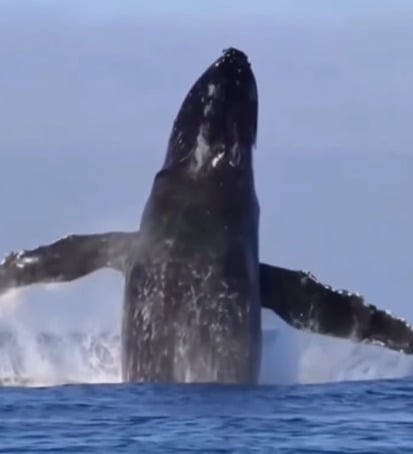 Veja vídeo: Baleia-franca-austral dá salto e encanta banhistas em Niterói