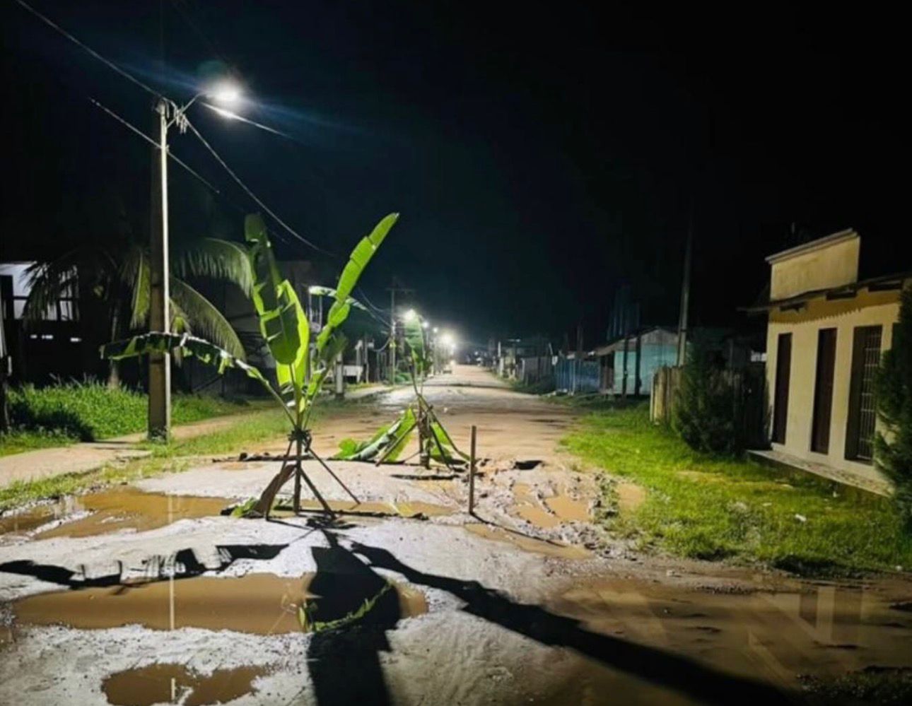 Protesto no Acre: Moradores plantam bananeiras em buracos da Avenida Francisco Dias.