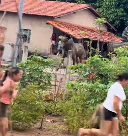 Caminhão carregado de bois tomba em área residencial e provoca correria entre moradores