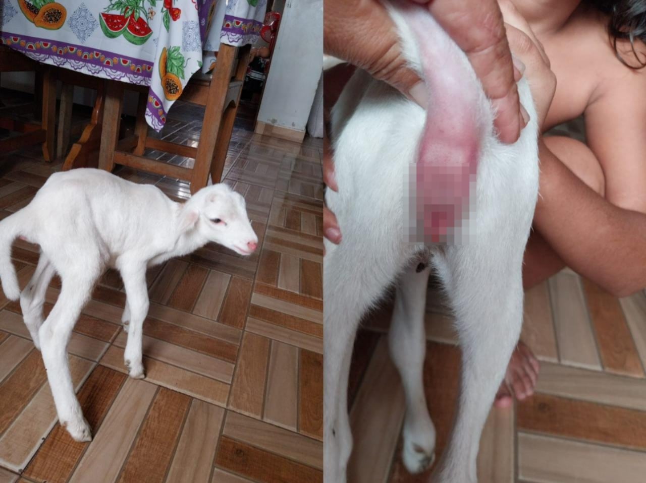 Caso raro: cabrito nasce com ânus fechado