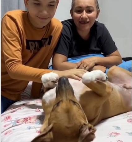 Cachorro se revolta ao descobrir que “massagem” não era da tutora e cena diverte a web