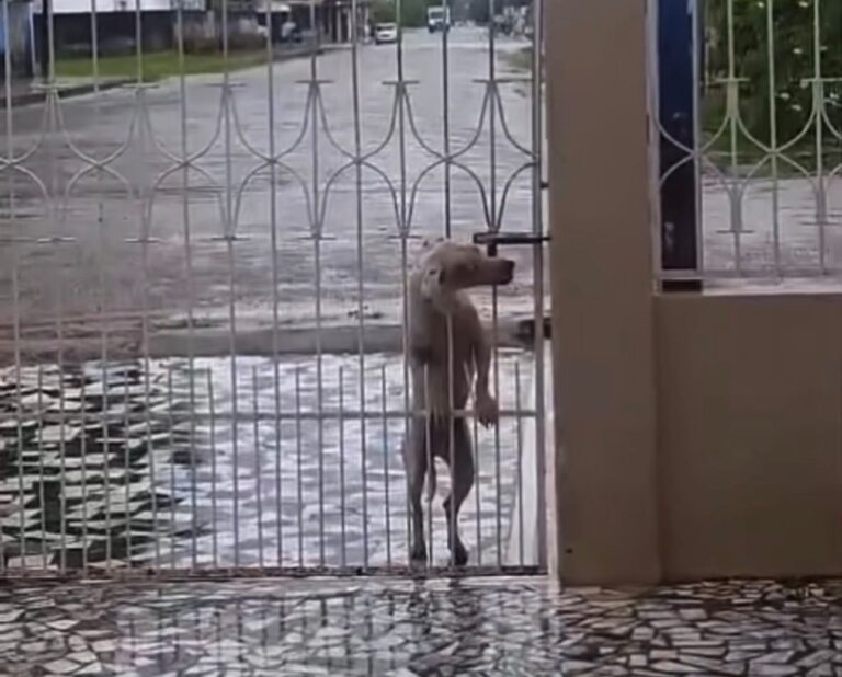 A cena chama atenção não apenas pelo tom divertido, mas também pela inteligência do animal