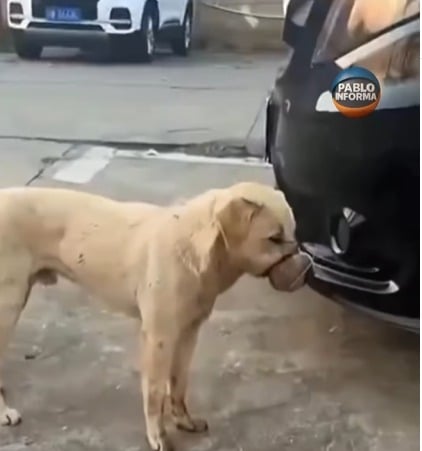 Cachorro é encontrado com a boca amarrada