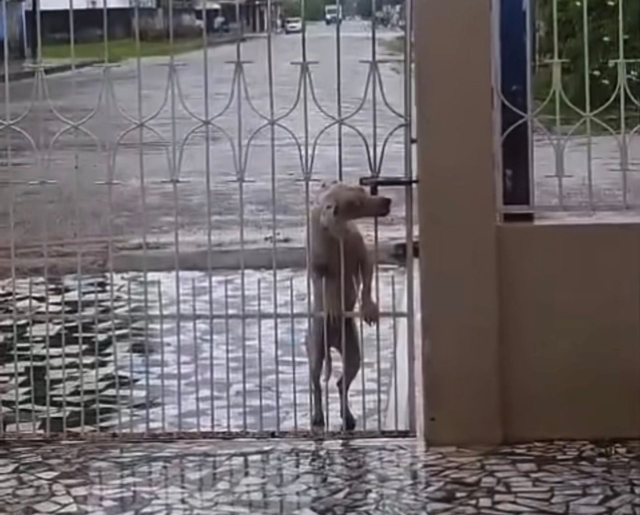A cena chama atenção não apenas pelo tom divertido, mas também pela inteligência do animal