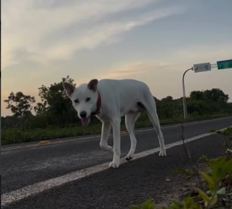 Cachorro pega celular de corredora e cena inusitada viraliza nas redes
