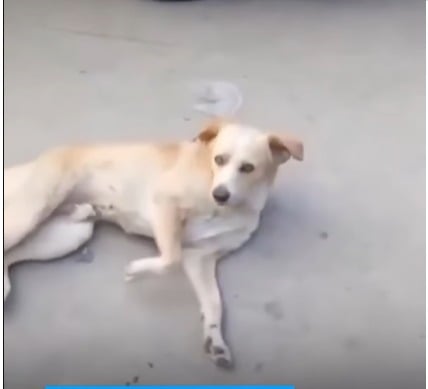 Homem reencontra cachorro desaparecido há dois anos