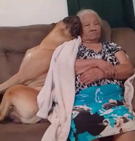 Cachorro que só dorme com a avó conquista a internet pela fofura