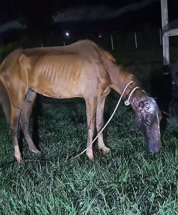 Cavalo com sinais de maus-tratos foi resgatado pelo Corpo de Bombeiros