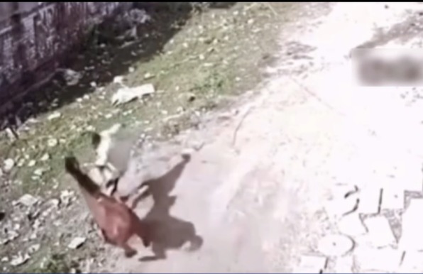 Tentativa de espantar cavalo