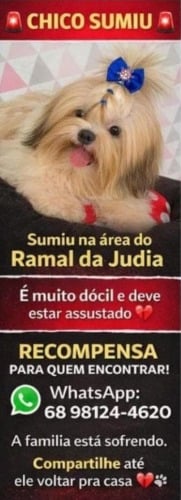 Chico sumiu na região, é dócil, carinhoso e a família oferece recompensa para quem ajudar a localizá-lo