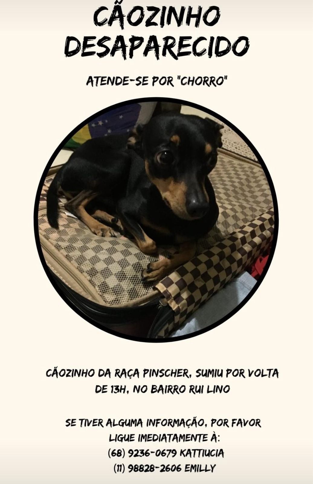 Família procura cão da raça pinscher desaparecido no bairro Rui Lino, em Rio Branco