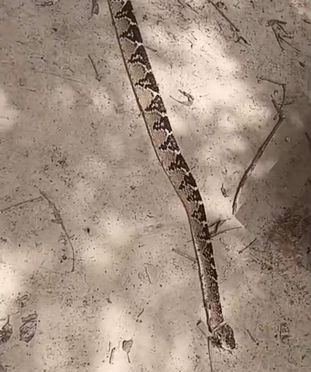 Morador abate cobra pico-de-jaca