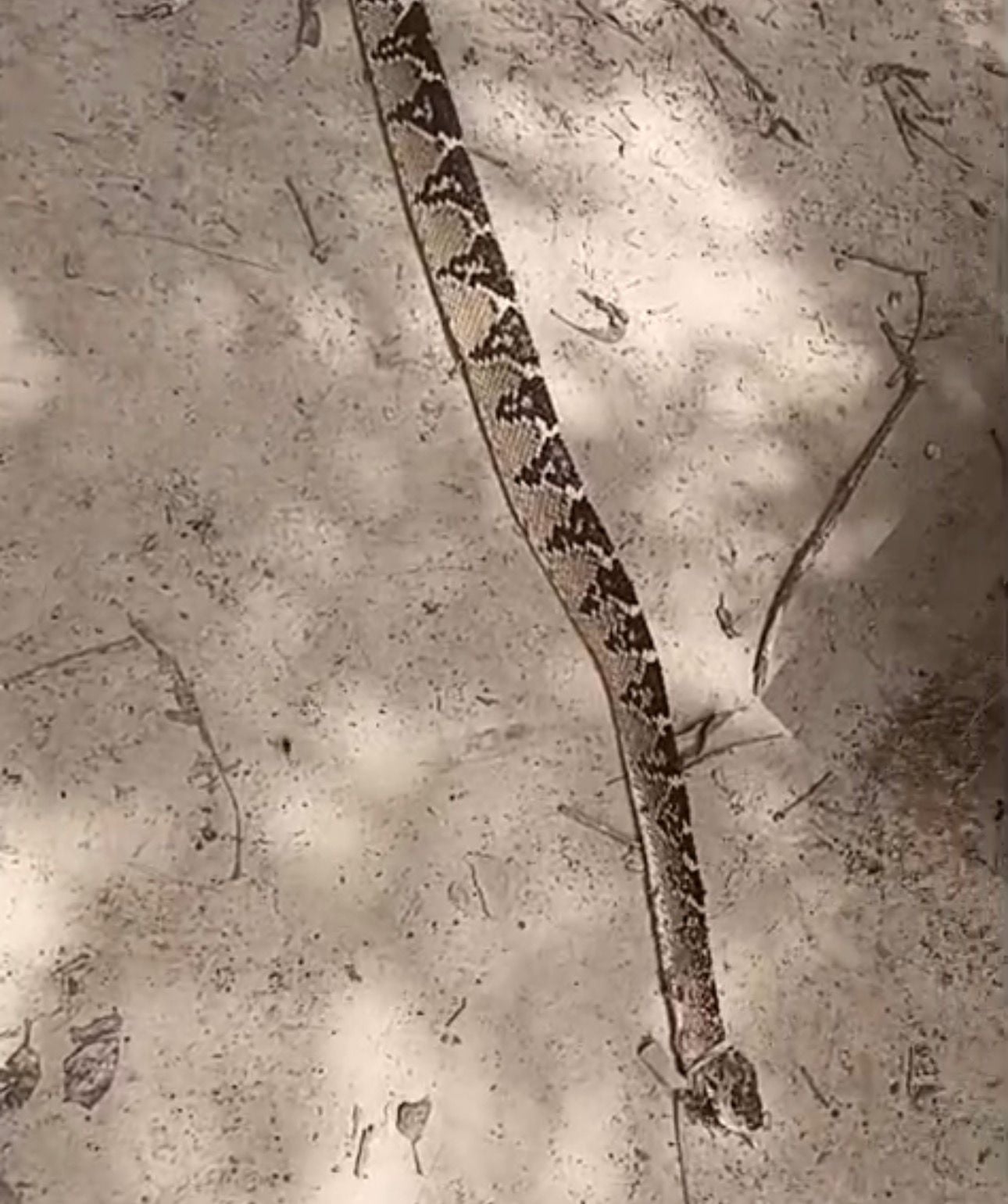 Morador abate cobra pico-de-jaca