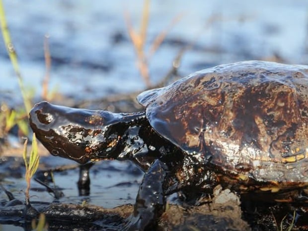 Laudo aponta que vazamento em poço da Petrobras causou danos à fauna na Foz do Amazonas