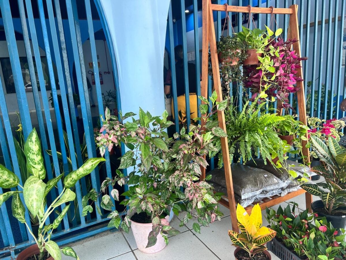 A feira segue até o dia 13 de fevereiro, funcionando das 8h às 14h, e está aberta ao público em geral