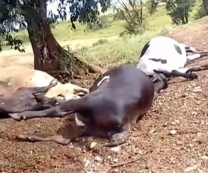 Cinco cabeças de gado morrem após serem atingidas por raio durante temporal