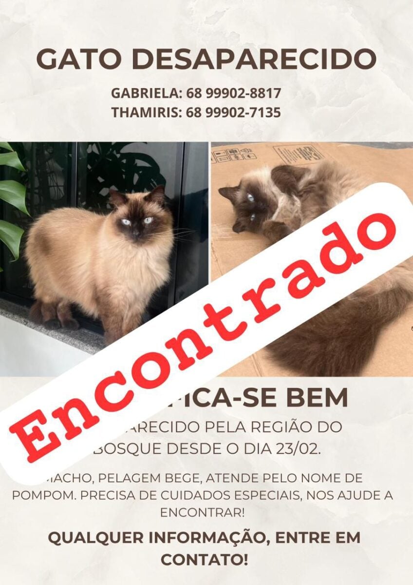 O gato chamado Pompom foi encontrado