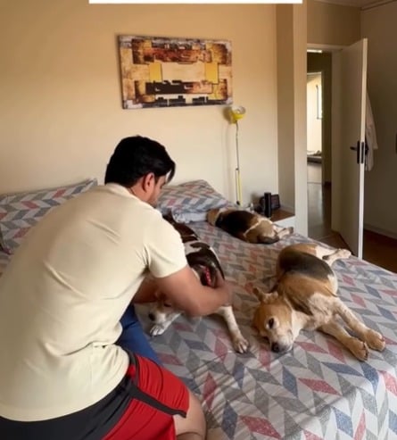 Hora do cochilo: tutor encontra cama tomada pelos pets e cena diverte a internet
